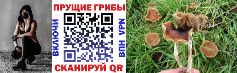 Псилоцибиновые грибы Psilocybe  закладки  Чердынь 